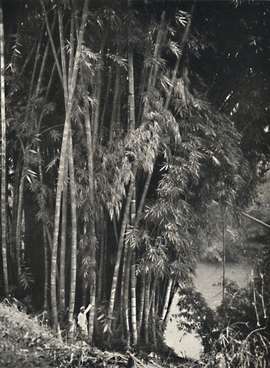 Riesenbambus Dendrocalamus giganteus Peradeniya bei Kandyban, 1926 alkotó: Unbekannt