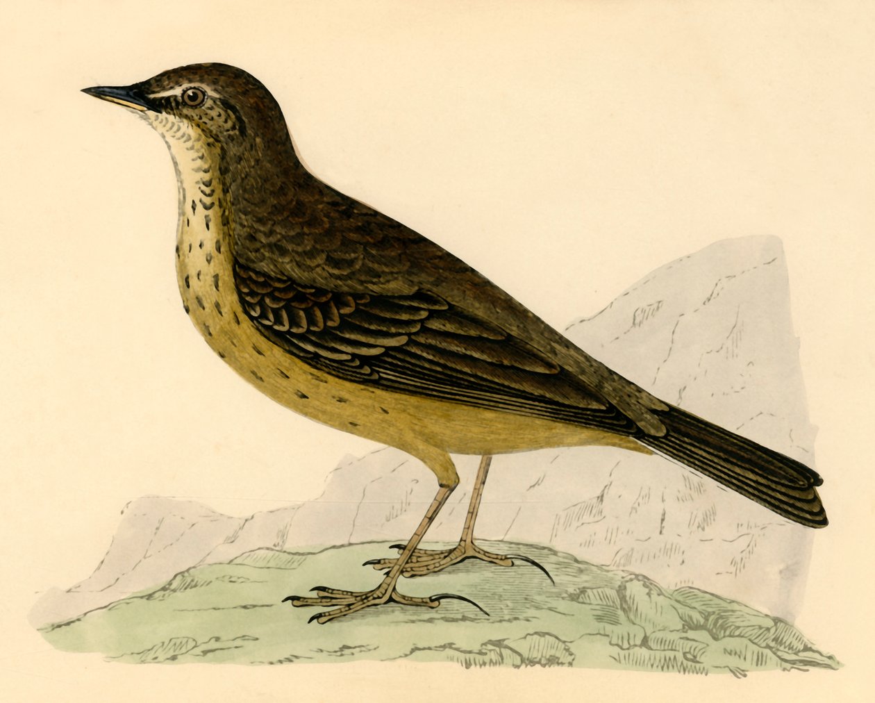 Rock Pipit, 19. század vége. alkotó: Unbekannt