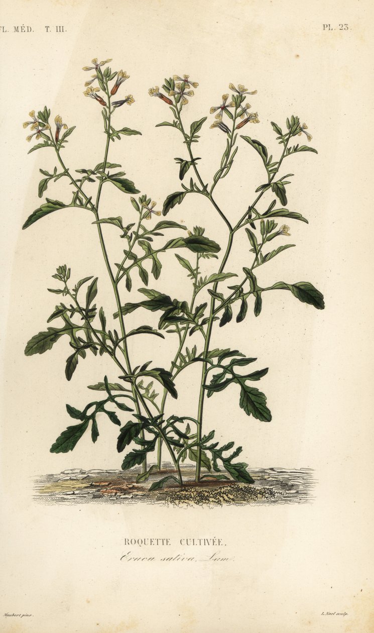 Rakéta vagy rukkola, Caterpillar vesicaria, Caterpillar sativa, Roquette cultivee alkotó: Unbekannt