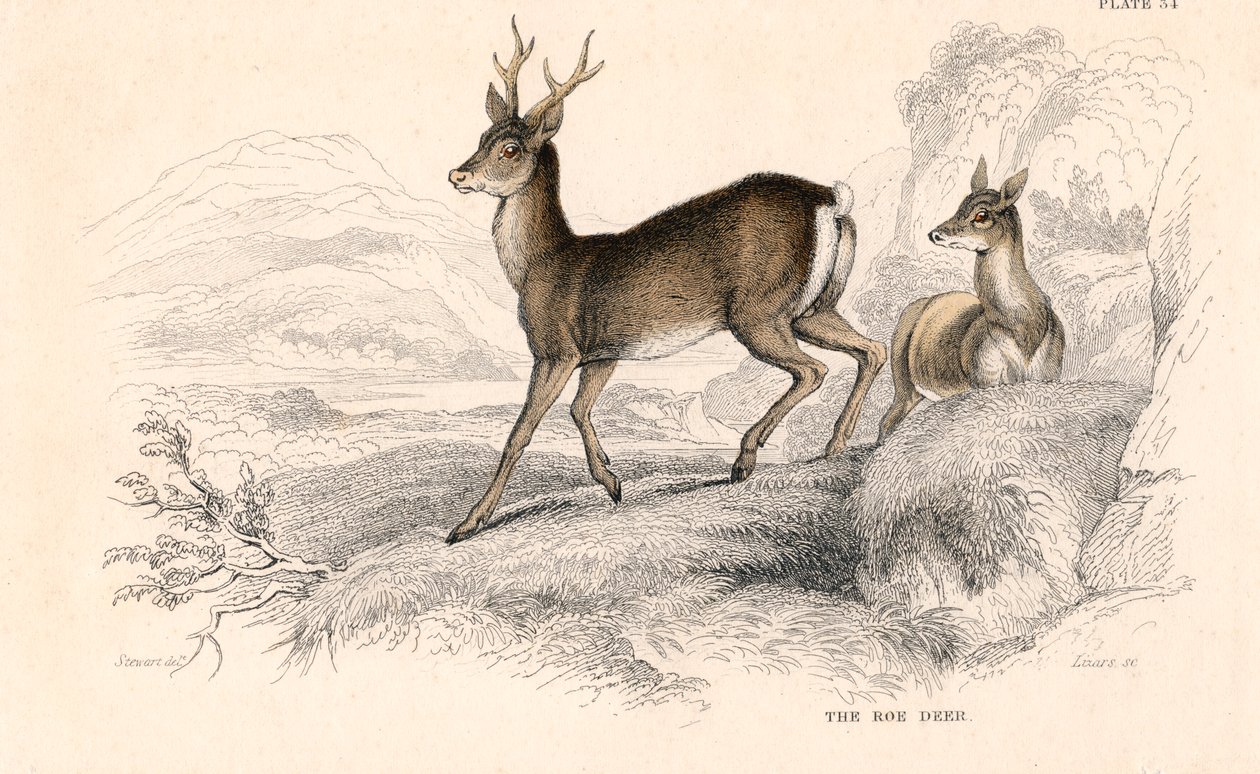 Őz Capreolus capreolus, eurázsiai szarvasfaj, 1828 alkotó: Unbekannt