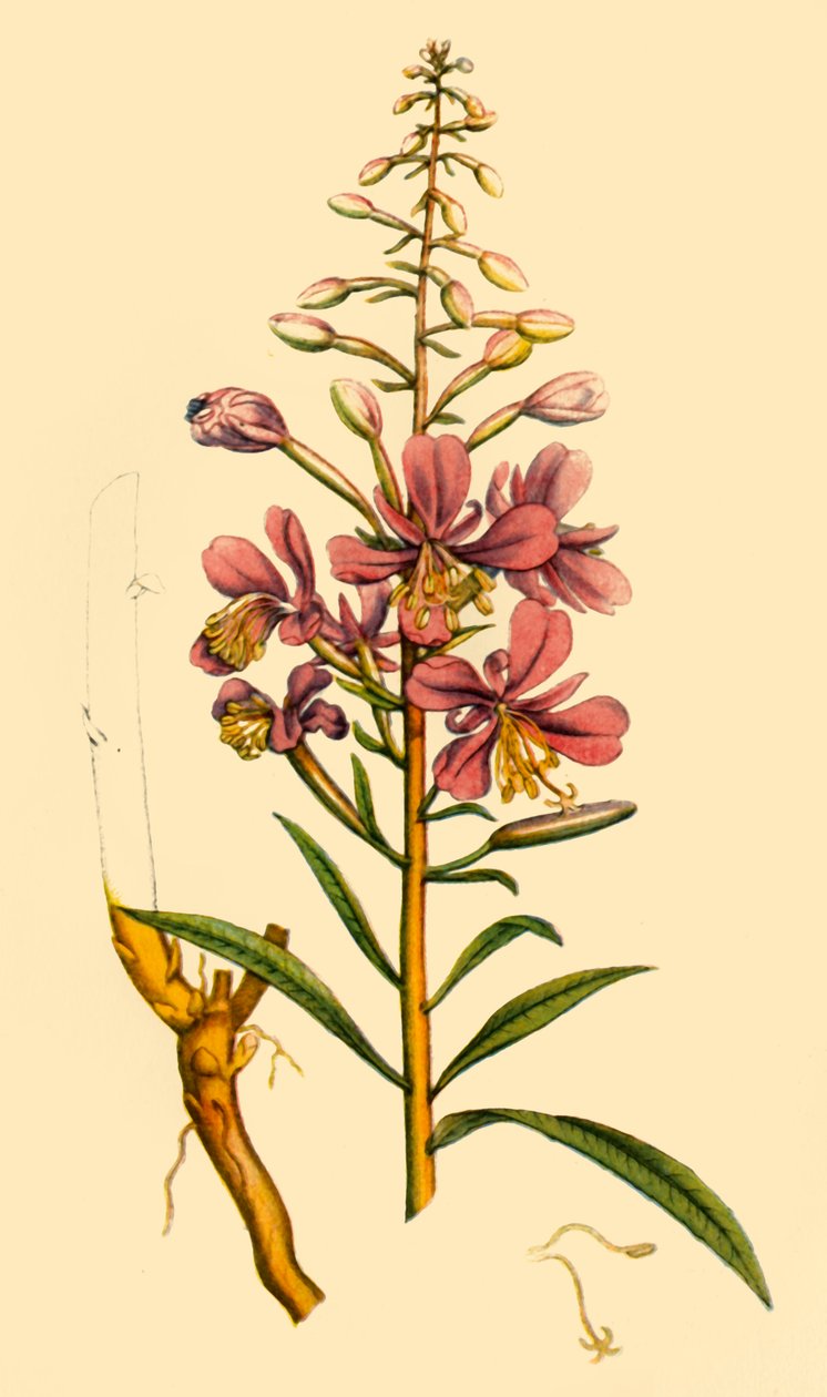 „Rosebay Willowherb”, 18. század vége – 19. század eleje, 1944. alkotó: Unbekannt