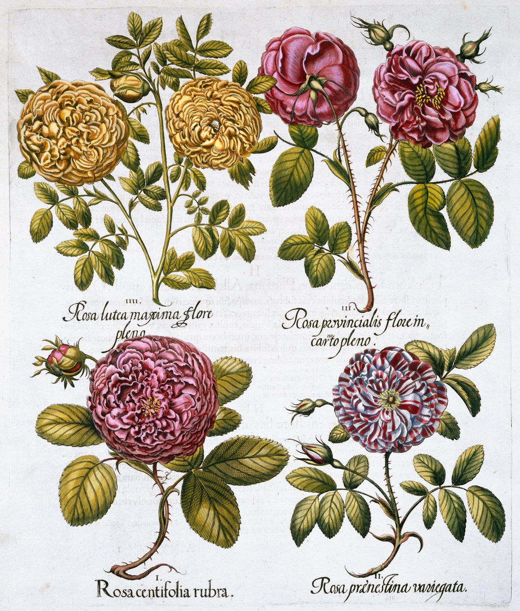Rózsák, 1613 alkotó: Unbekannt