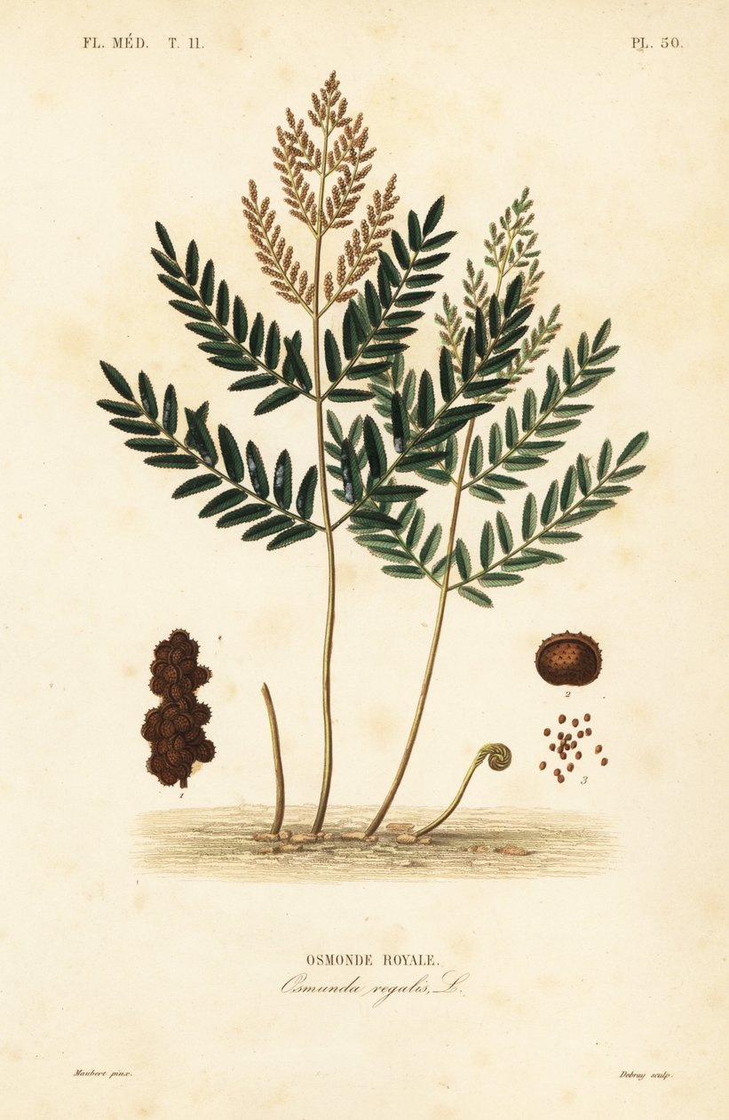 Royal Fern, Osmunda Regalis, Osmonde Royal alkotó: Unbekannt