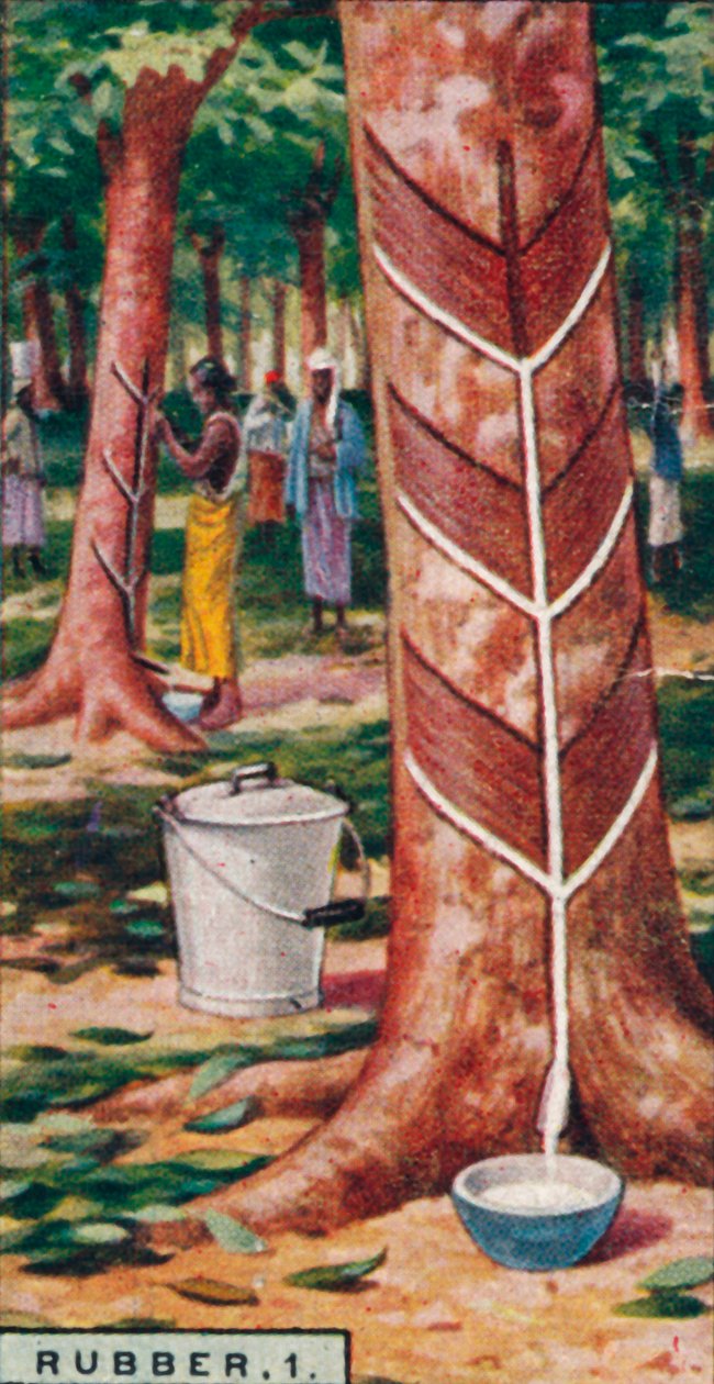 Gumi, 1. Tapping the Trees, Ceylon, 1928 alkotó: Unbekannt