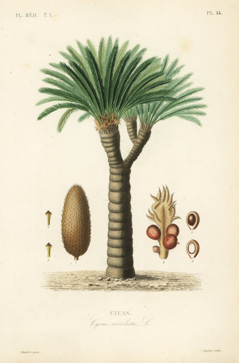 szágópálma, király szágó, szágópálma vagy japán szágópálma, Cycas revoluta, Cycas alkotó: Unbekannt