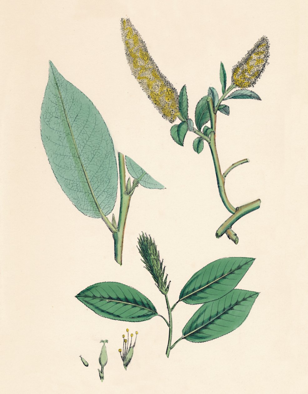 Salix pentandra. Babérlevelű fűzfa, 19. század alkotó: Unbekannt