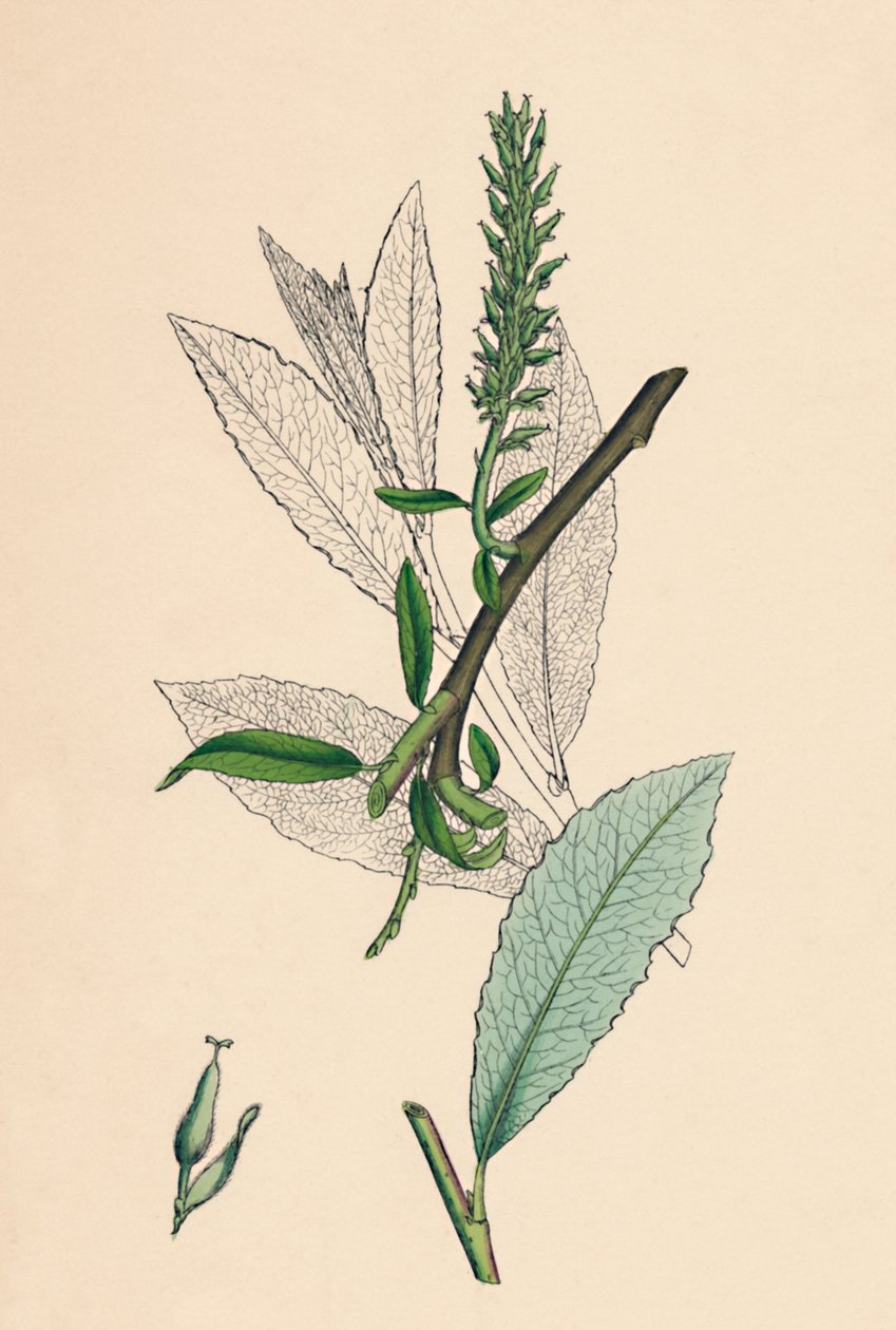 Salix phylicifolia, var. radikánok. Tealevelű Sallow, var. a., 19. század alkotó: Unbekannt