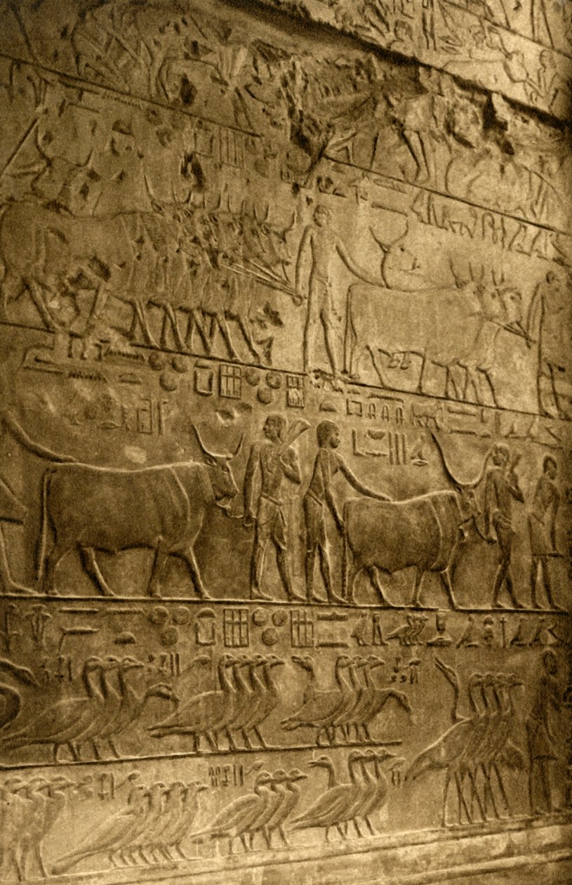 Szakkara – Ptahotep sírja – falfestmény, c1918-c1939. alkotó: Unbekannt