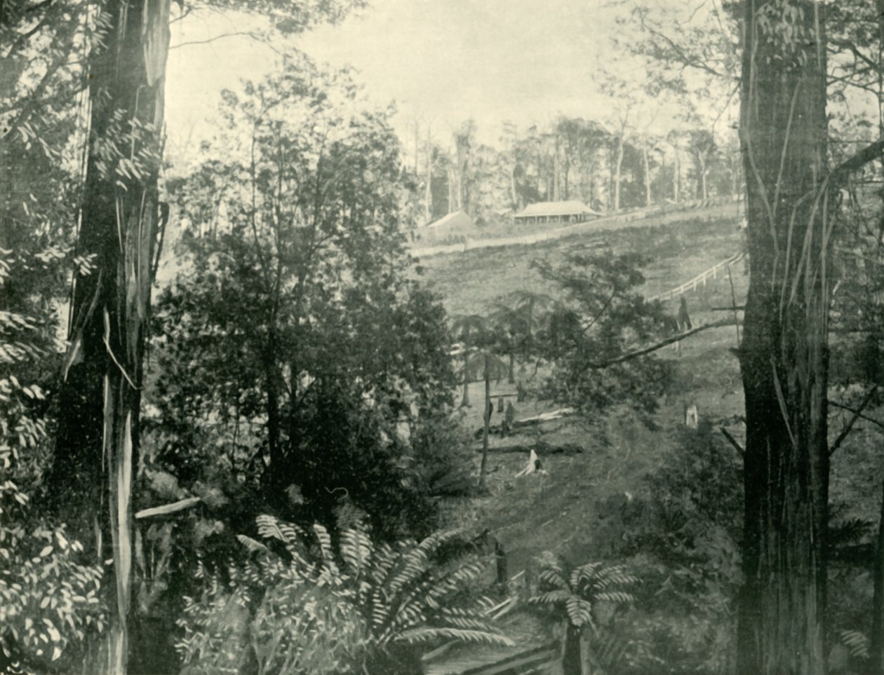 Jelenet Upper Gembrook-ban, Victoria államban, 1901. alkotó: Unbekannt