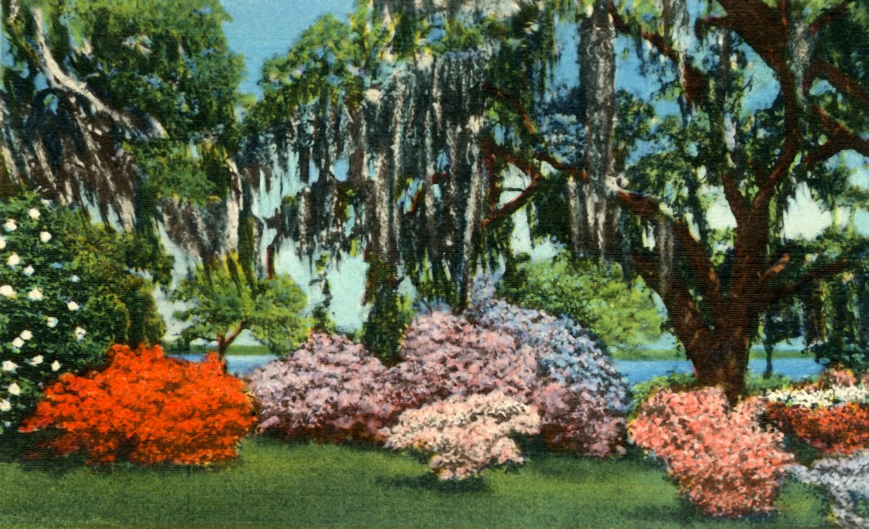 Jelenet a Belle Isle Gardensben, Georgetown közelében, S.C., 1942. alkotó: Unbekannt
