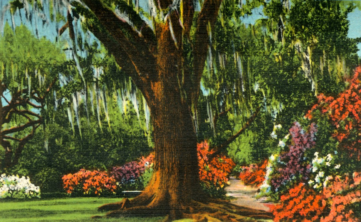 Jelenet a Magnolia Gardensben, Charleston közelében, S.C., 1942. alkotó: Unbekannt