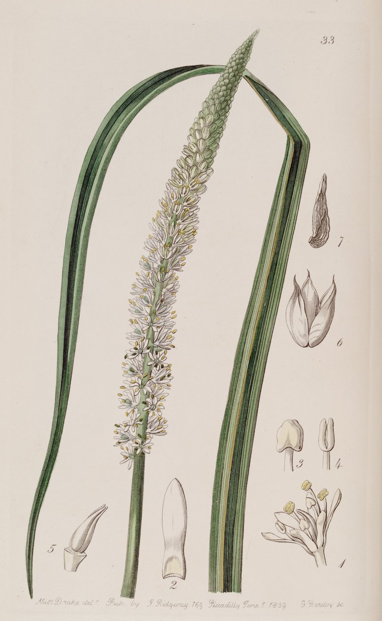 Cipő ocaulon officinale alkotó: Unbekannt