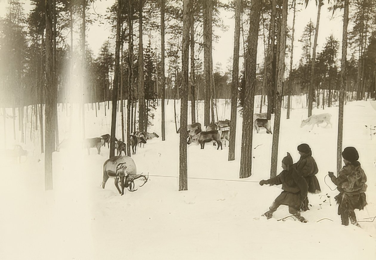 Svédország. Rongy (mag) rénszarvas csapdába ejtésekor. 1900 körül alkotó: Unbekannt