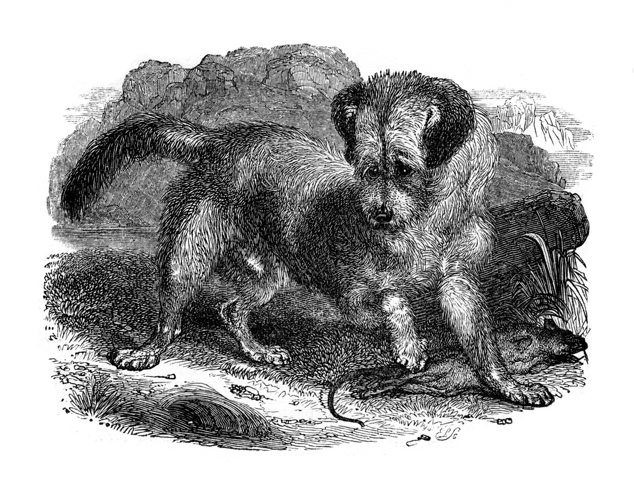 skót terrer, 1848 alkotó: Unbekannt