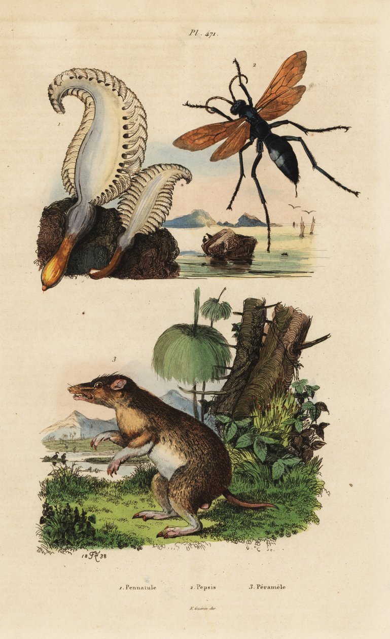 Tengeri toll, Pennatula phosphorea 1, pókdarázs, Pepsis lion 2 és hosszú orrú bandicoot, Perameles nasuta alkotó: Unbekannt