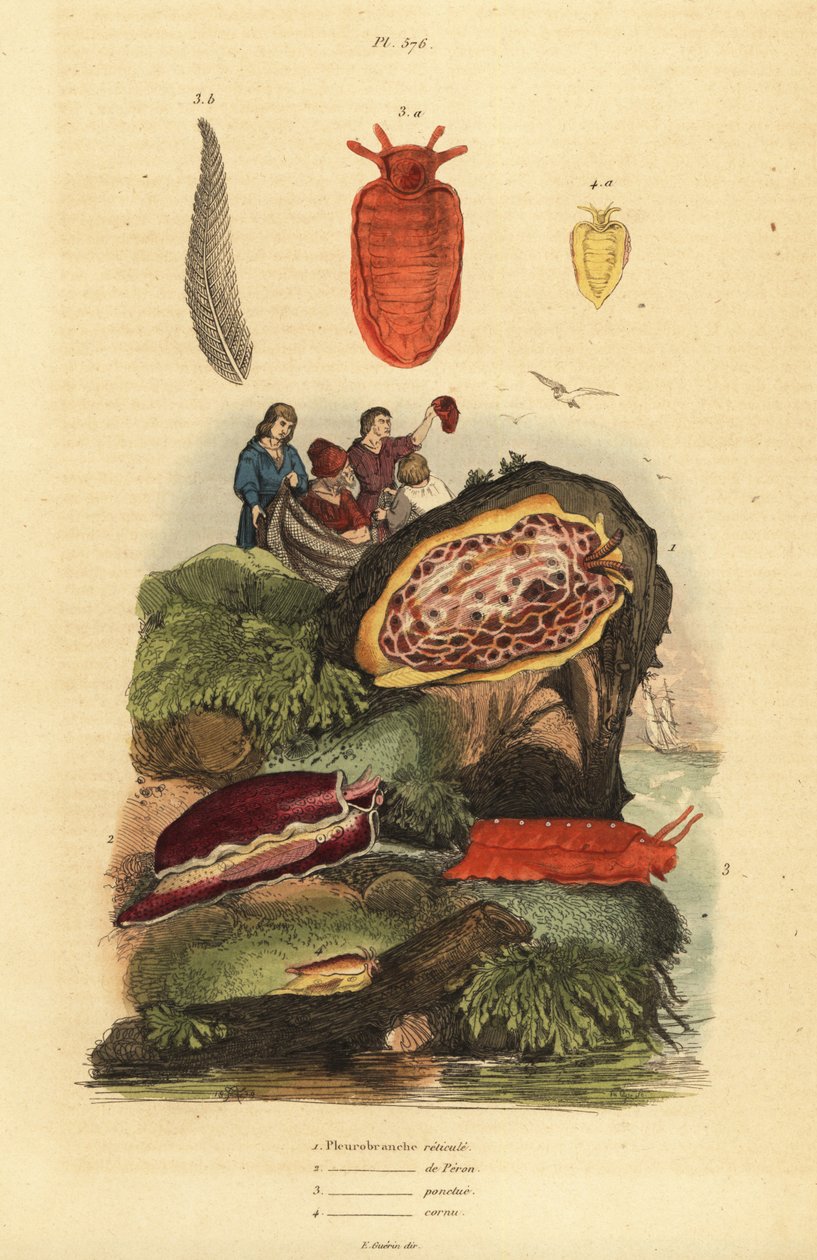 Tengeri csigák: Pleurobranchus reticulatus 1, Berthellina citrina 3, Pleurobranchus peronii 2,4 alkotó: Unbekannt
