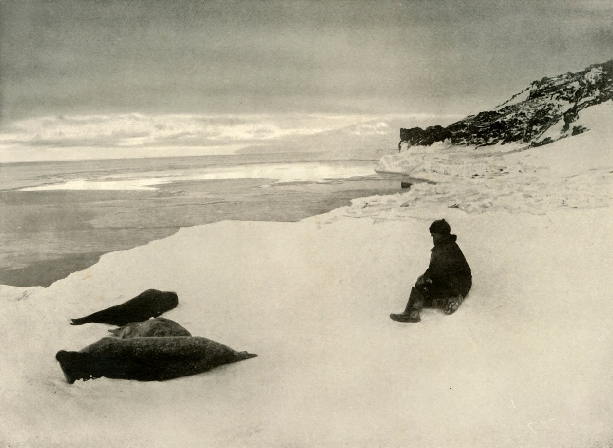 Seals at the Ice-Edge, c1908, 1909 alkotó: Unbekannt