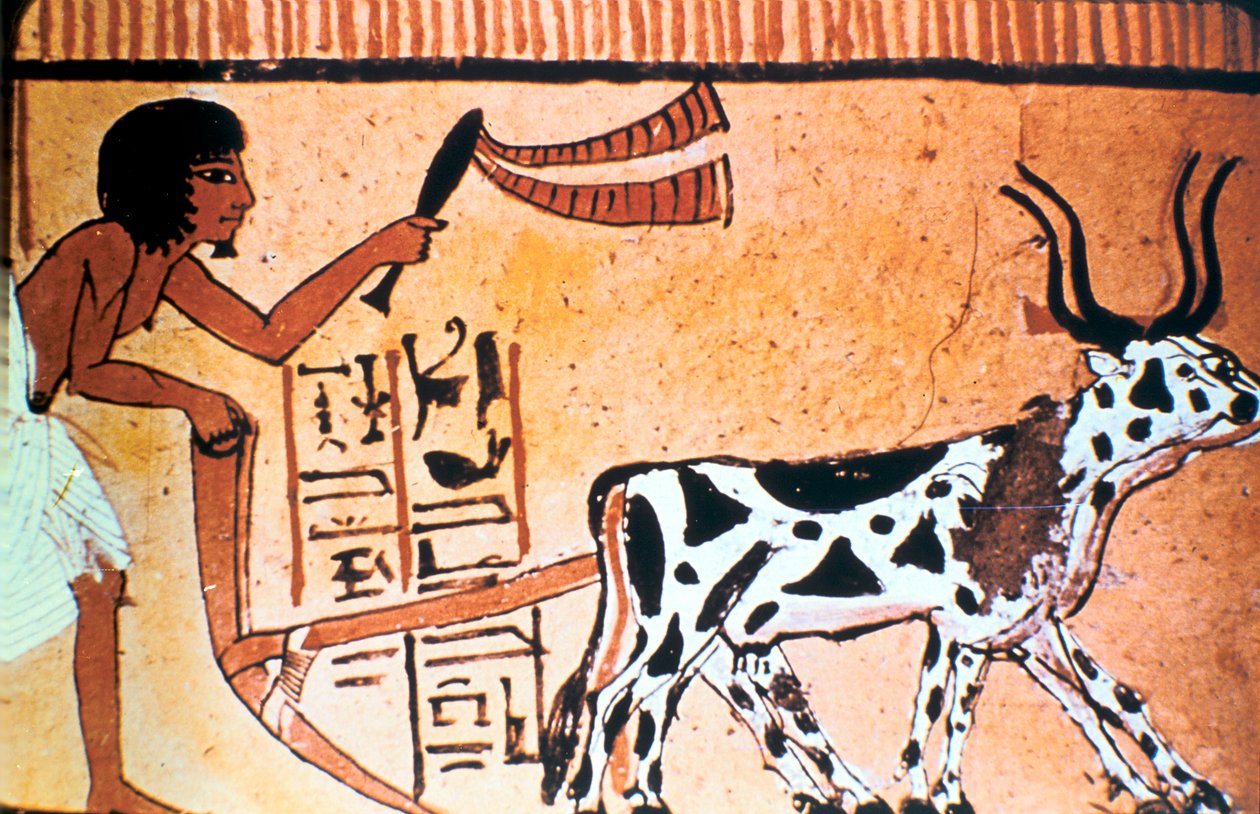 Sennutem szántás szarvasmarhával, ókori egyiptomi sírfestmény, Újbirodalom Kr.e. 1550-1069 alkotó: Unbekannt