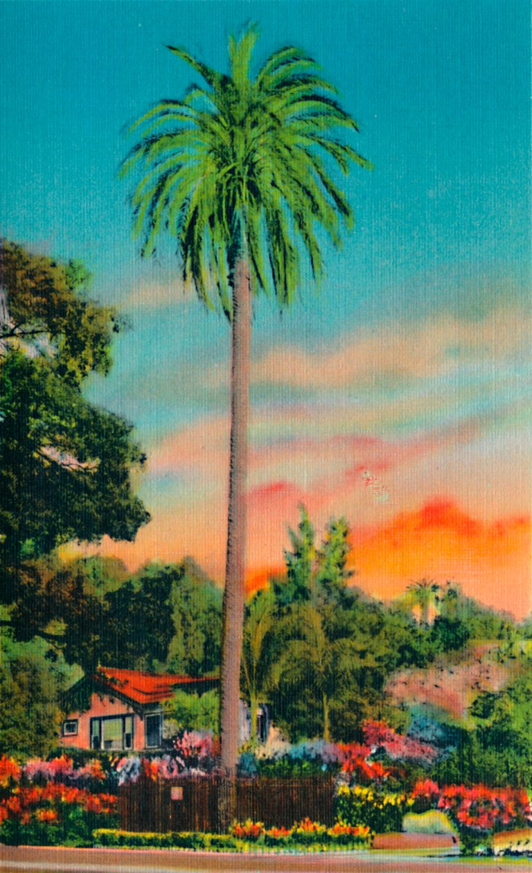 Serra Palm. Az első pálmafa Kaliforniában, 1941 alkotó: Unbekannt
