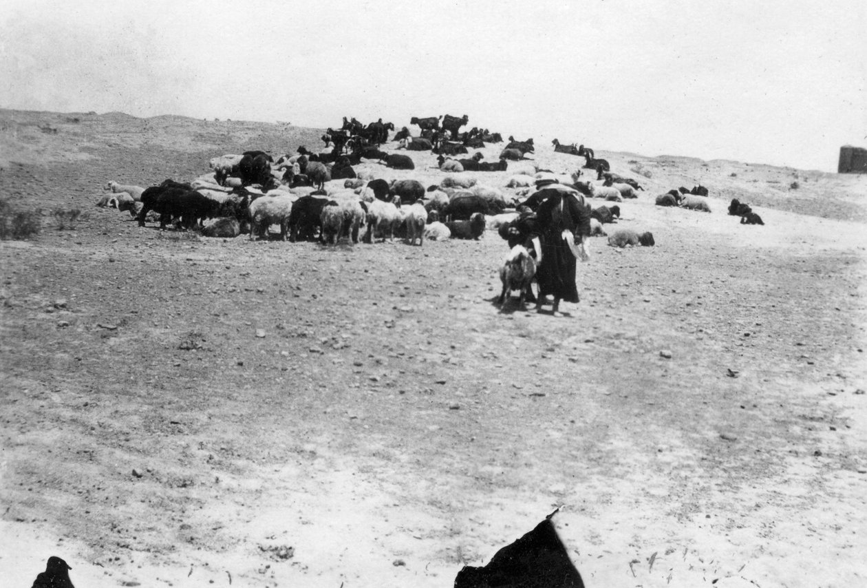 A mezopotámiai Szamarrán kívül legeltető juhok, 1918 alkotó: Unbekannt