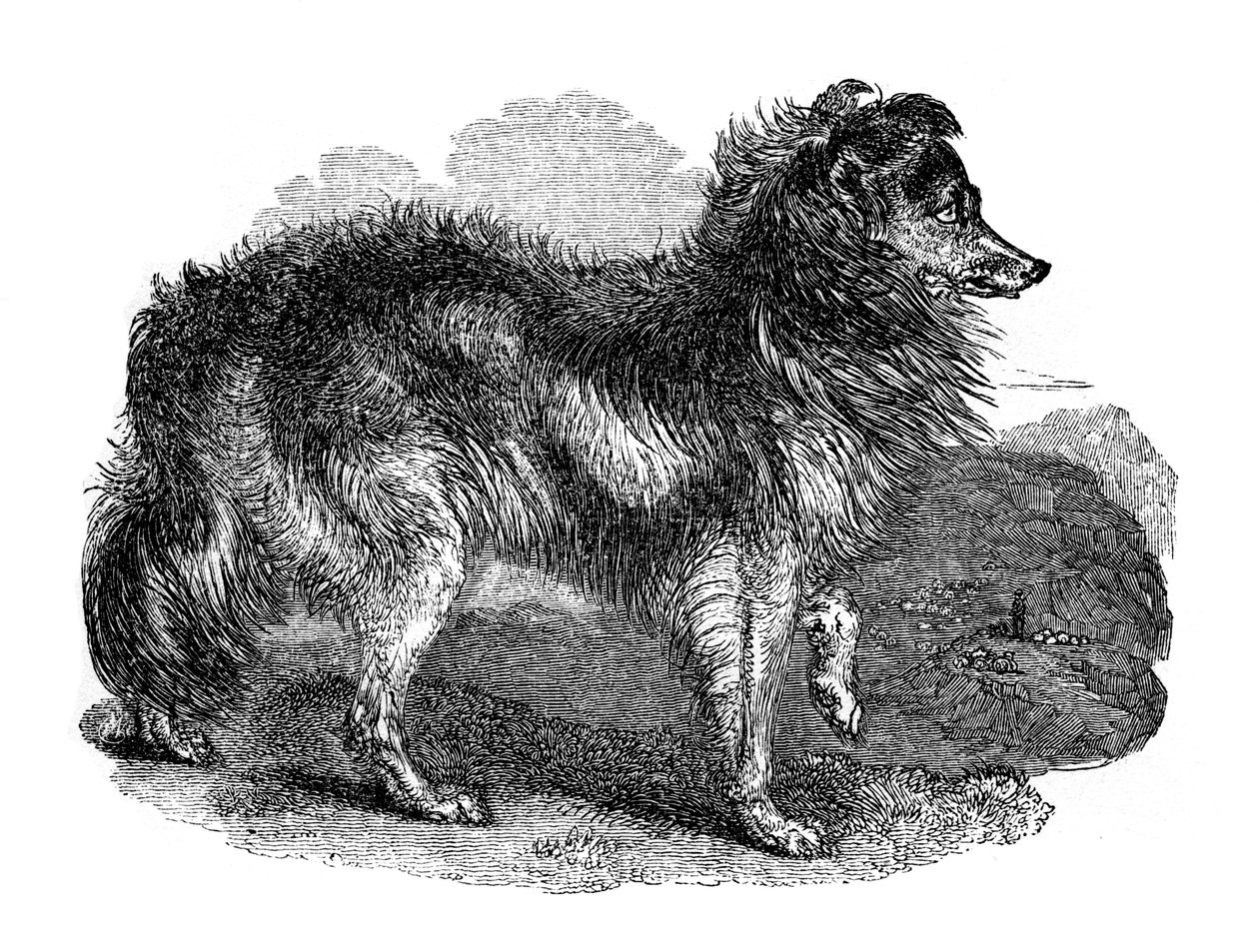 Pásztorkutya, 1848 alkotó: Unbekannt