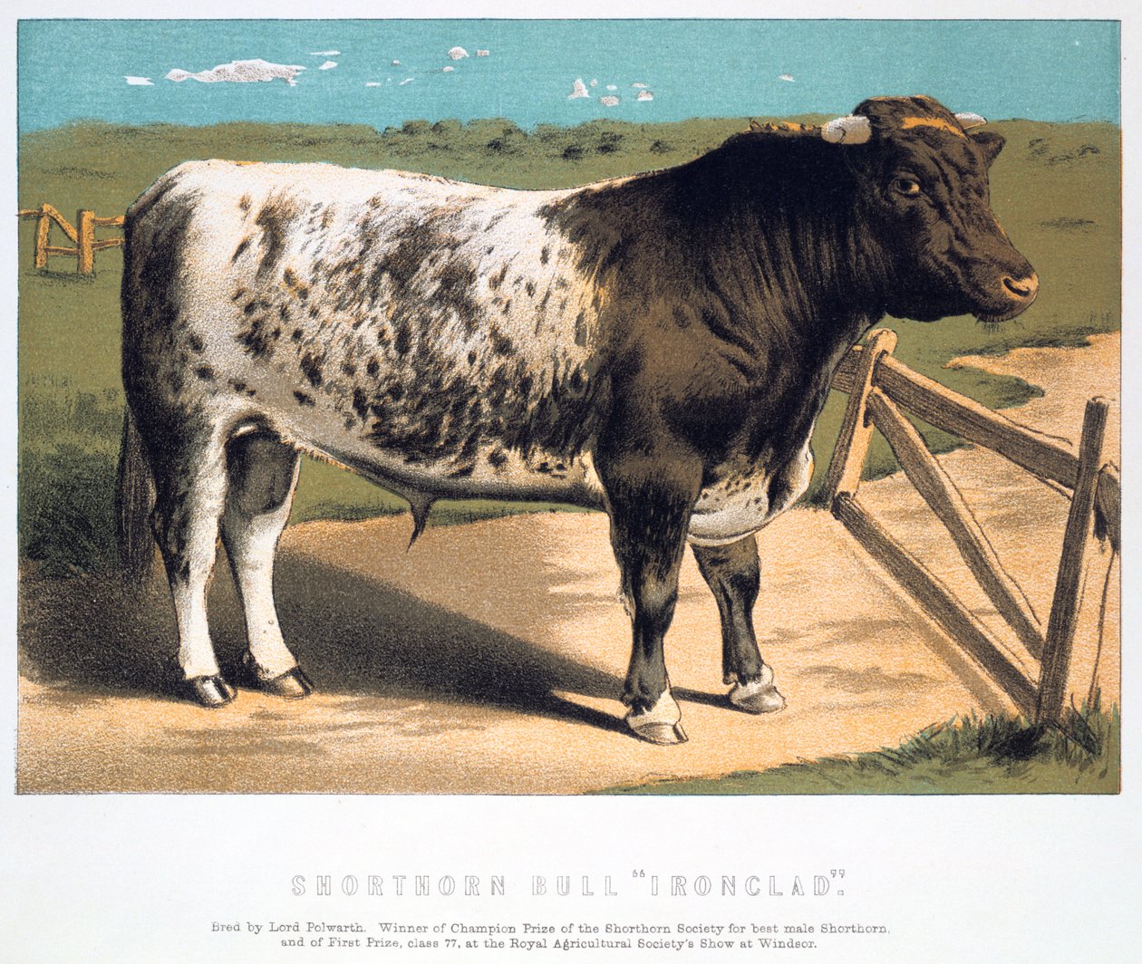 Shorthorn Bull Ironclad, 1875 alkotó: Unbekannt