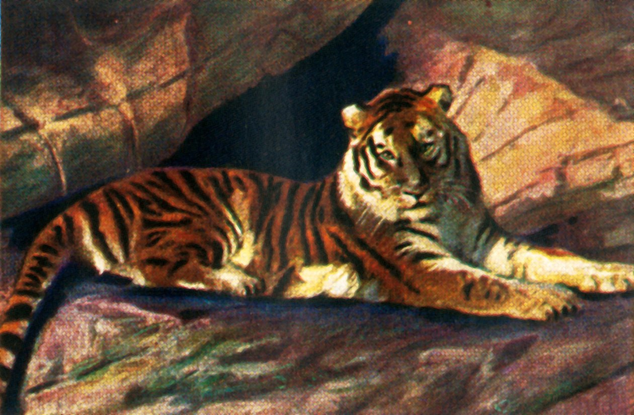 Szibériai tigris, 1928. alkotó: Unbekannt
