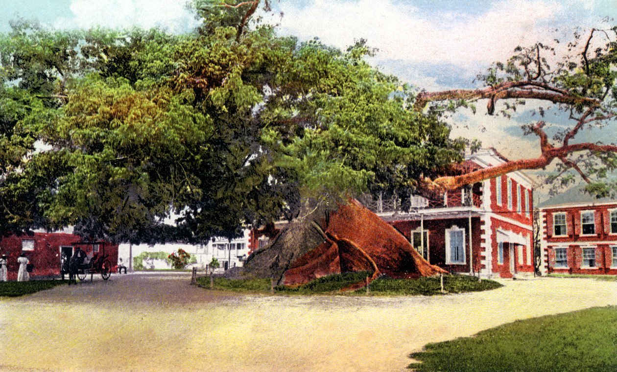 Silk Cotton Tree, Nassau, New Providence, Bahamák, 1900-as évek alkotó: Unbekannt