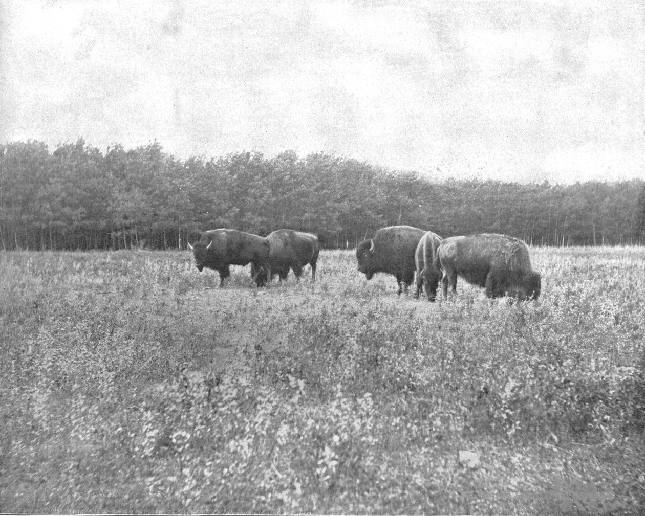 Silver Heights, Winnipeg, Kanada, 1900. alkotó: Unbekannt