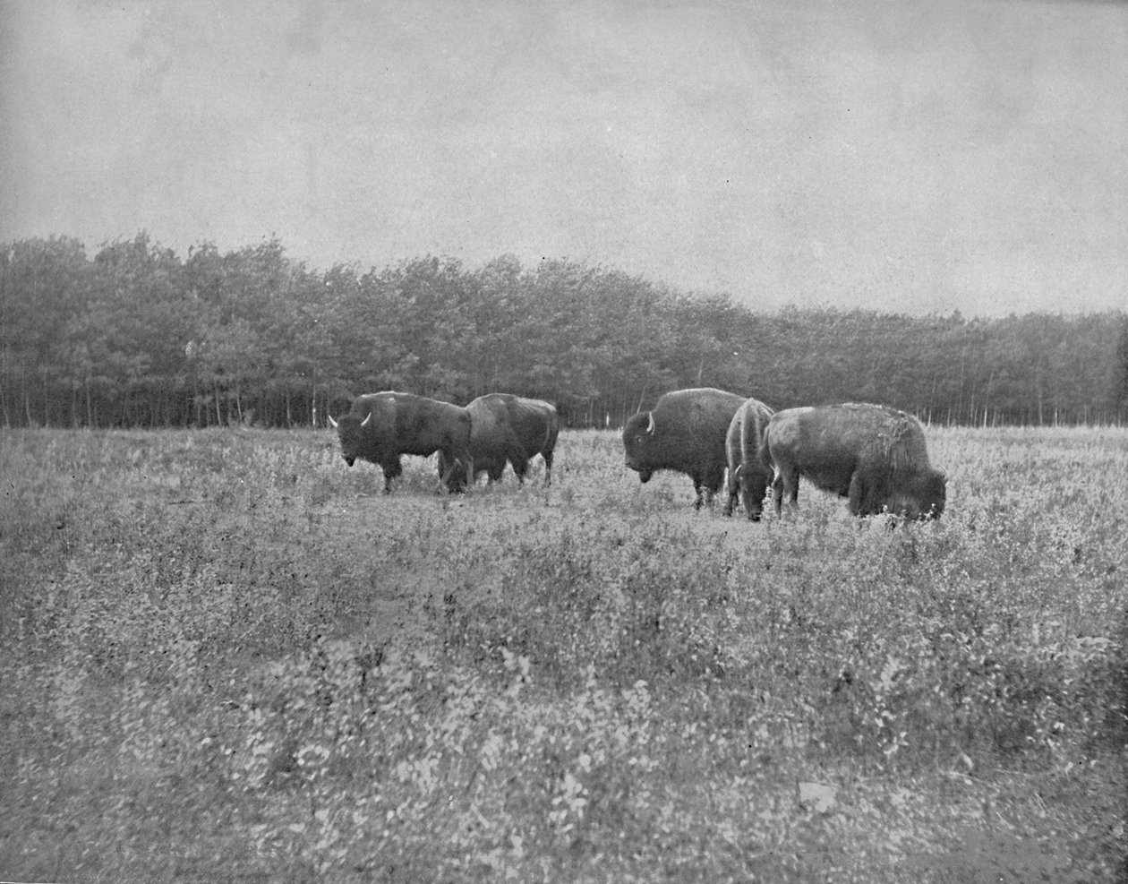 Silver Heights, Winnipeg, 1897. alkotó: Unbekannt
