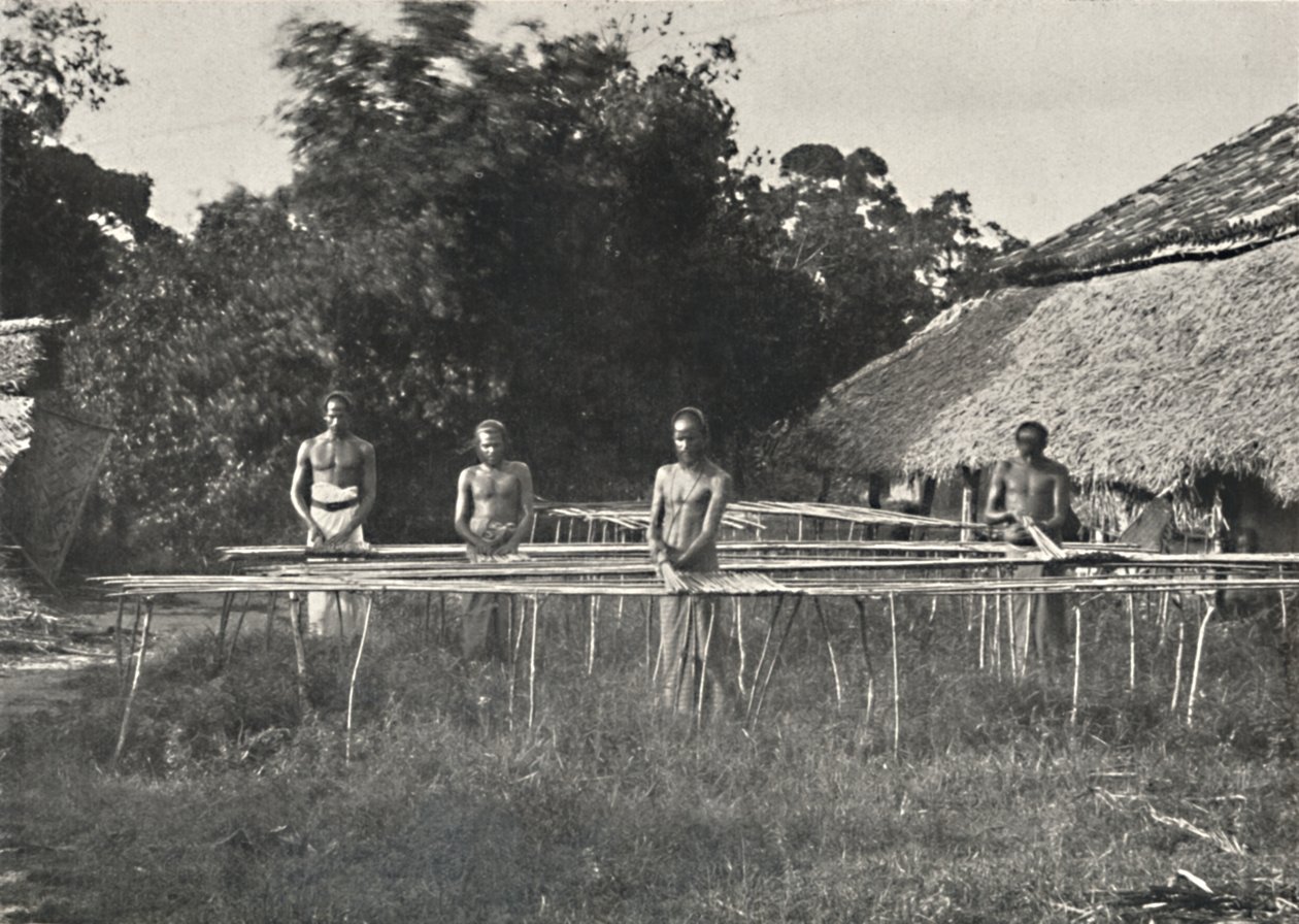 Szingaléz fahéjas munkások munkában, 1926 alkotó: Unbekannt