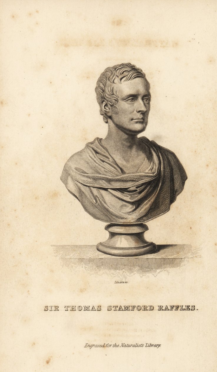 Sir Thomas Stamford Raffles brit államférfi, író és természettudós alkotó: Unbekannt