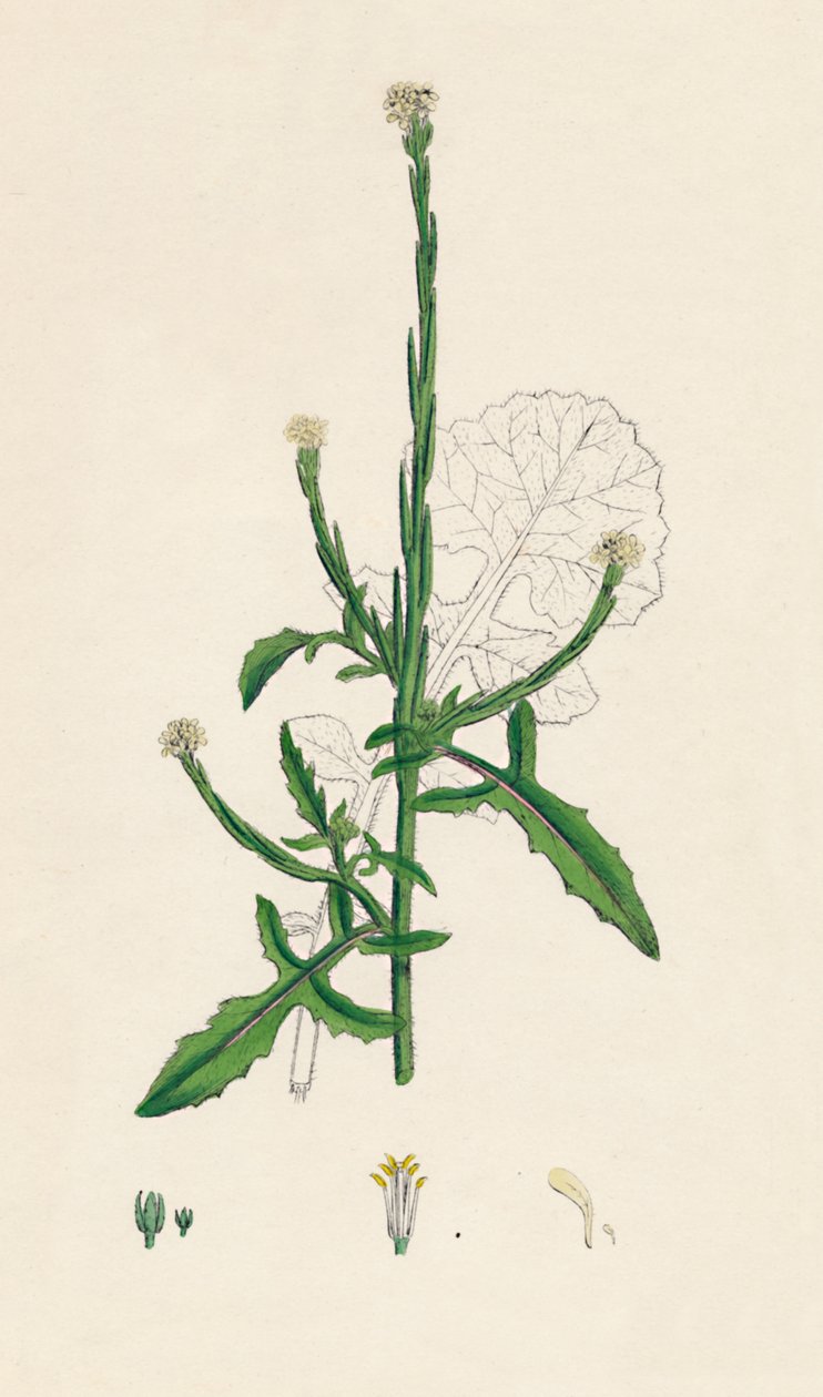 Sisymbrium officinale. Közönséges sövénymustár, 19. század alkotó: Unbekannt