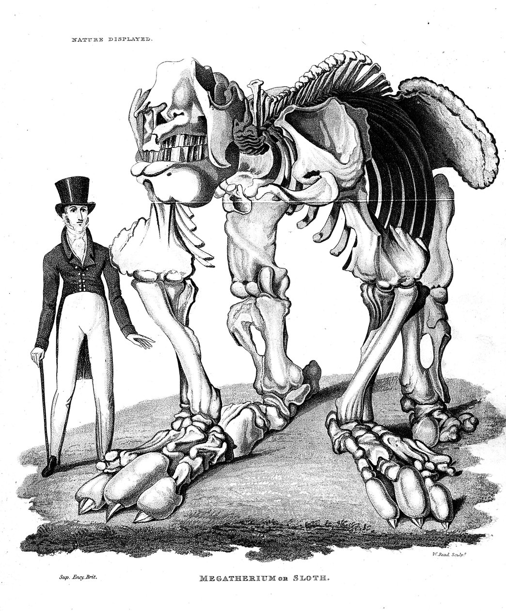 Megatherium csontváza, kihalt óriási földi lajhár, 1823 alkotó: Unbekannt
