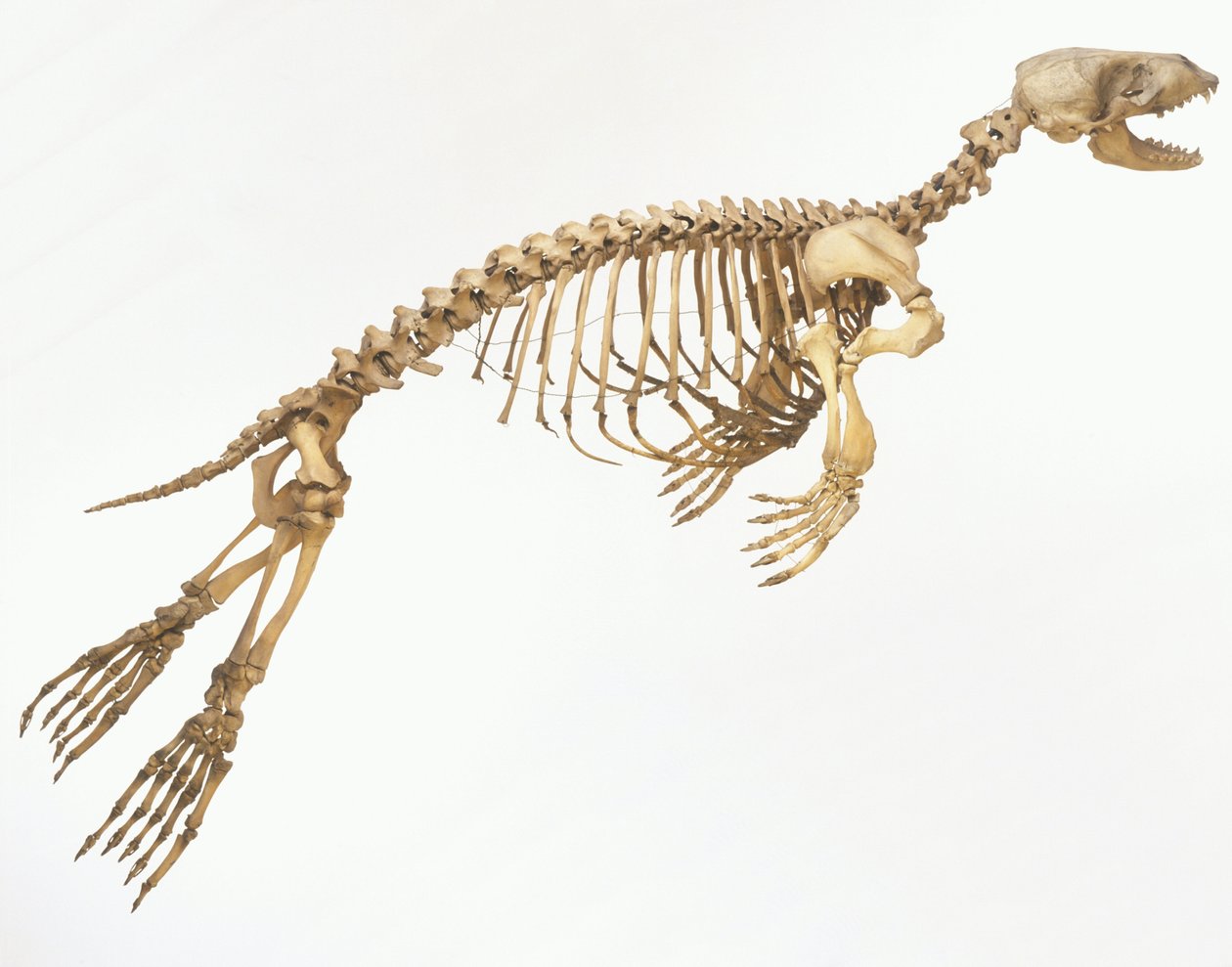 Egy tengeri fóka (Phoca vitulina) csontváza „mozgásban”, oldalnézet ©Dave King/Dorling Kindersley/UIG/Leemage alkotó: Unbekannt