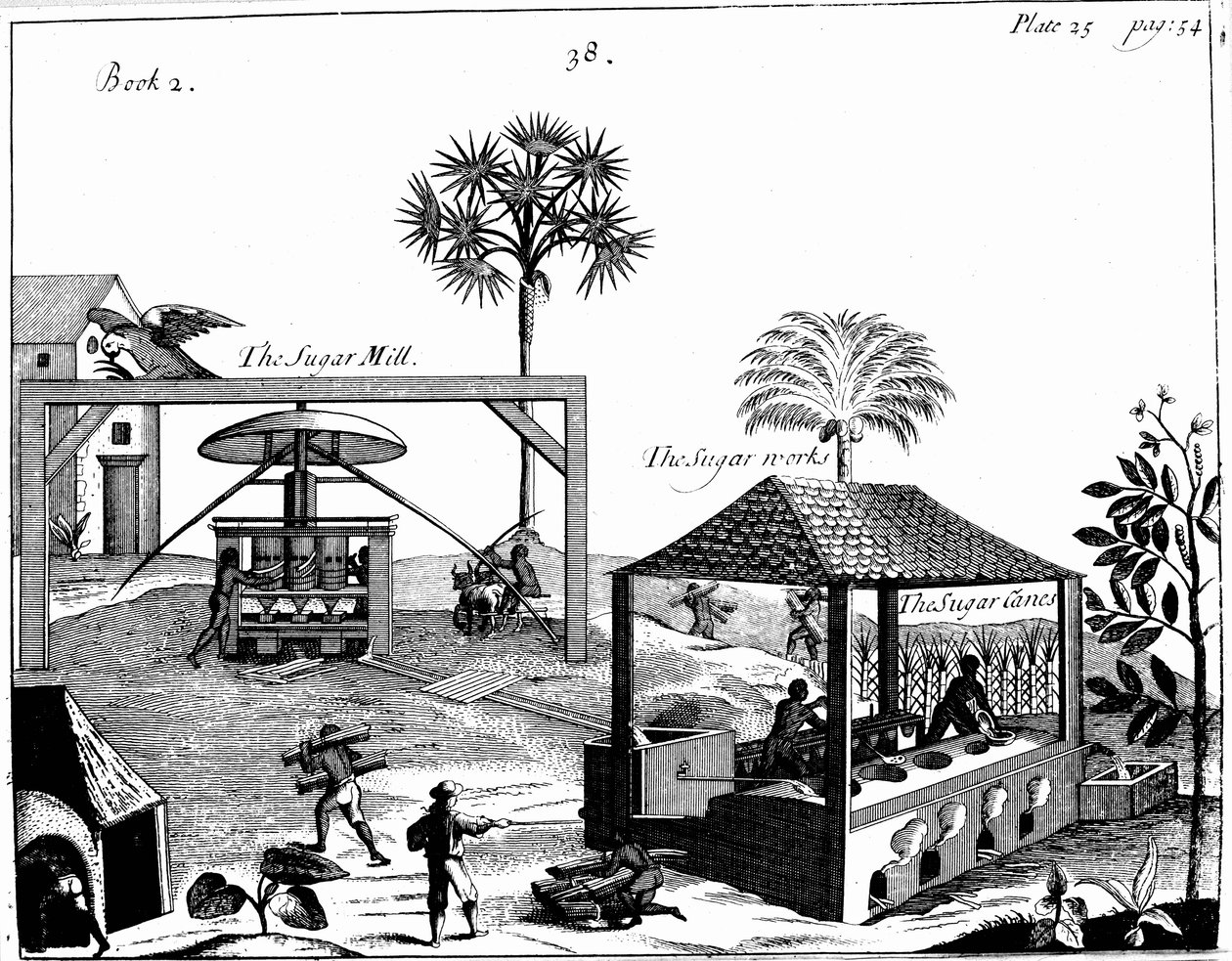 Rabszolgamunka egy cukorültetvényen Nyugat-Indiában, 1725 alkotó: Unbekannt