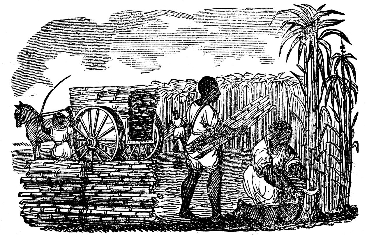 Rabszolgák cukornádat aratva Louisianában, 1833 alkotó: Unbekannt