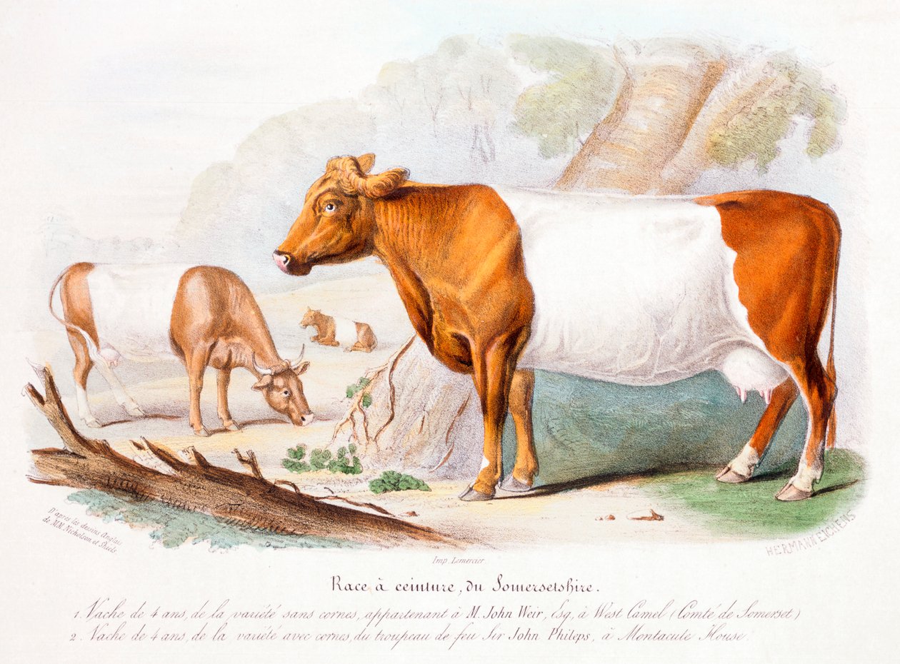 Somerset tehenek, 1842 alkotó: Unbekannt