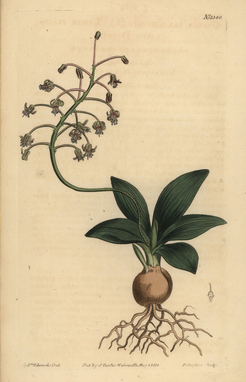Dél-indiai squill, Ledebouria revoluta (kis sima levelű drimia, Drimia lanceaefolia) alkotó: Unbekannt