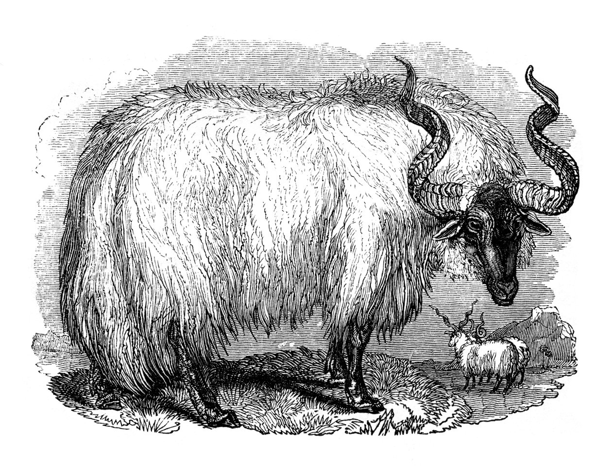 Spanyol bárány, 1848 alkotó: Unbekannt
