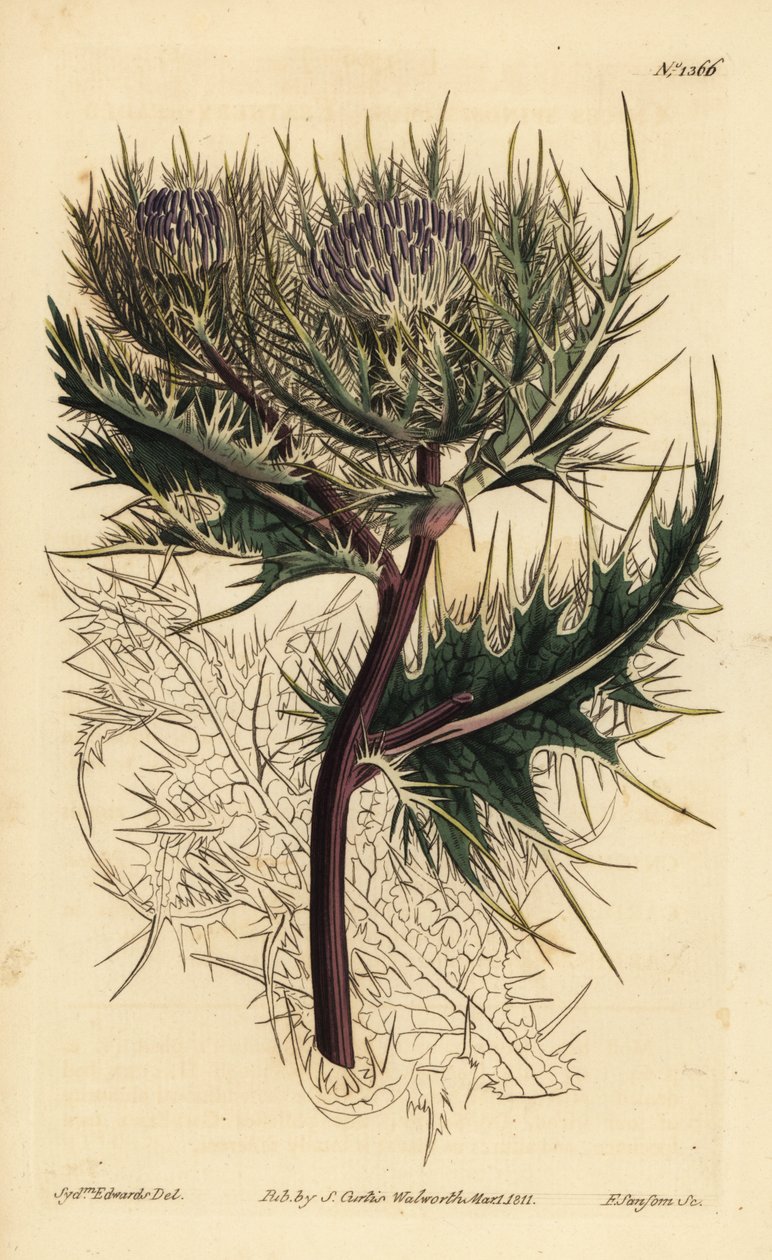 A legtüskésebb bogáncs, Cirsium spinosissimum (tollasfejű cnicus, Cnicus spinosissimus) alkotó: Unbekannt