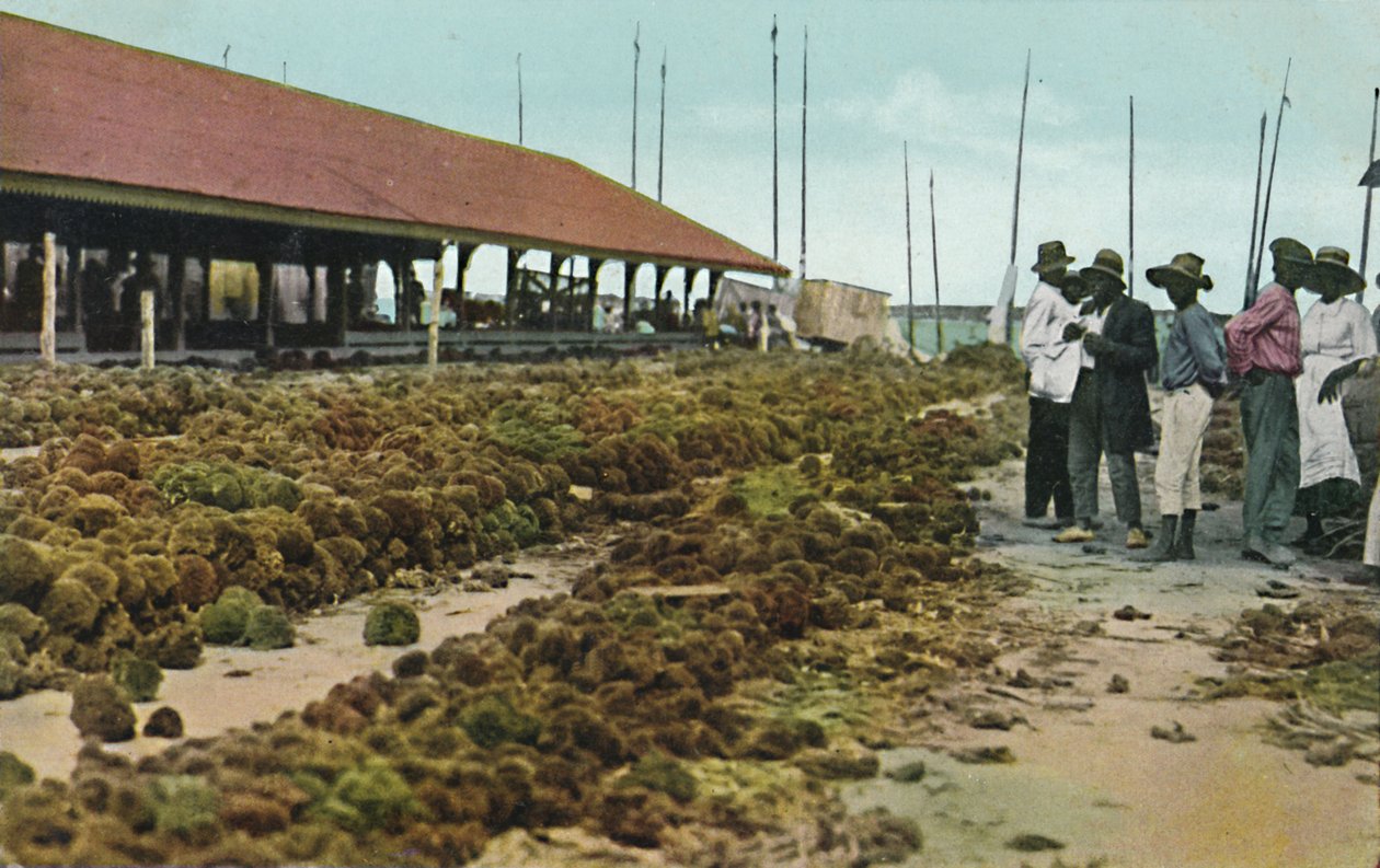 Szivacspiac, Nassau, Bahamák, 1930-as évek. alkotó: Unbekannt