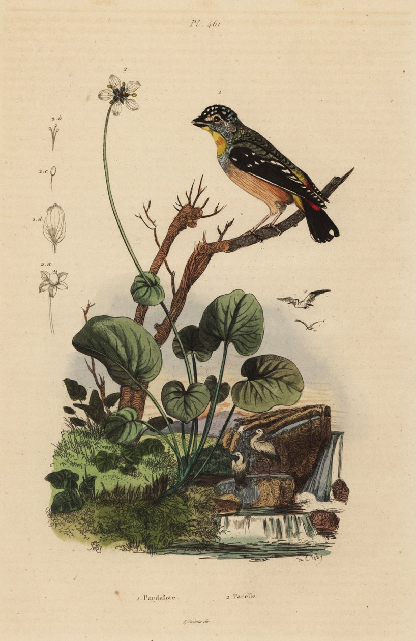 Foltos pardalote, Pardalotus punctatus alkotó: Unbekannt