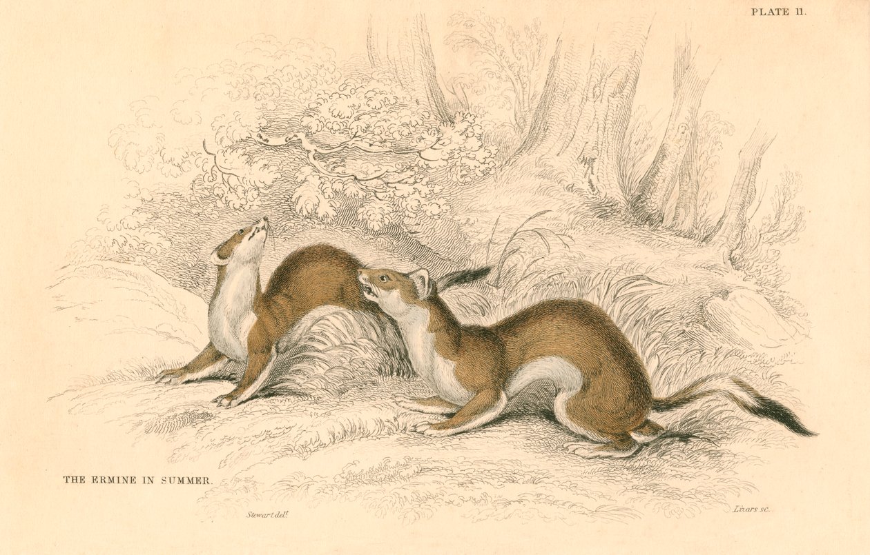 Stoat Mustela erminea, a menyétcsalád tagja, 1828 alkotó: Unbekannt