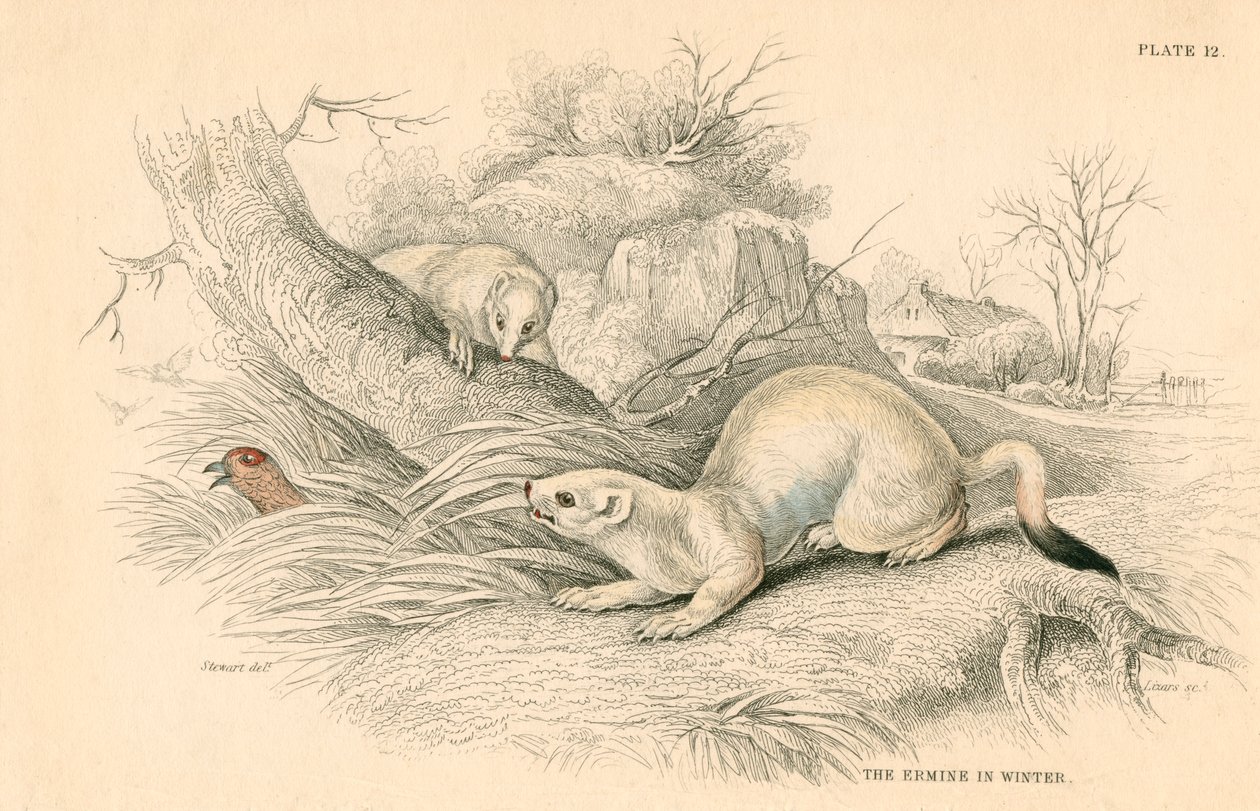 Stoat Mustela erminea, a menyétcsalád tagja, 1828 alkotó: Unbekannt