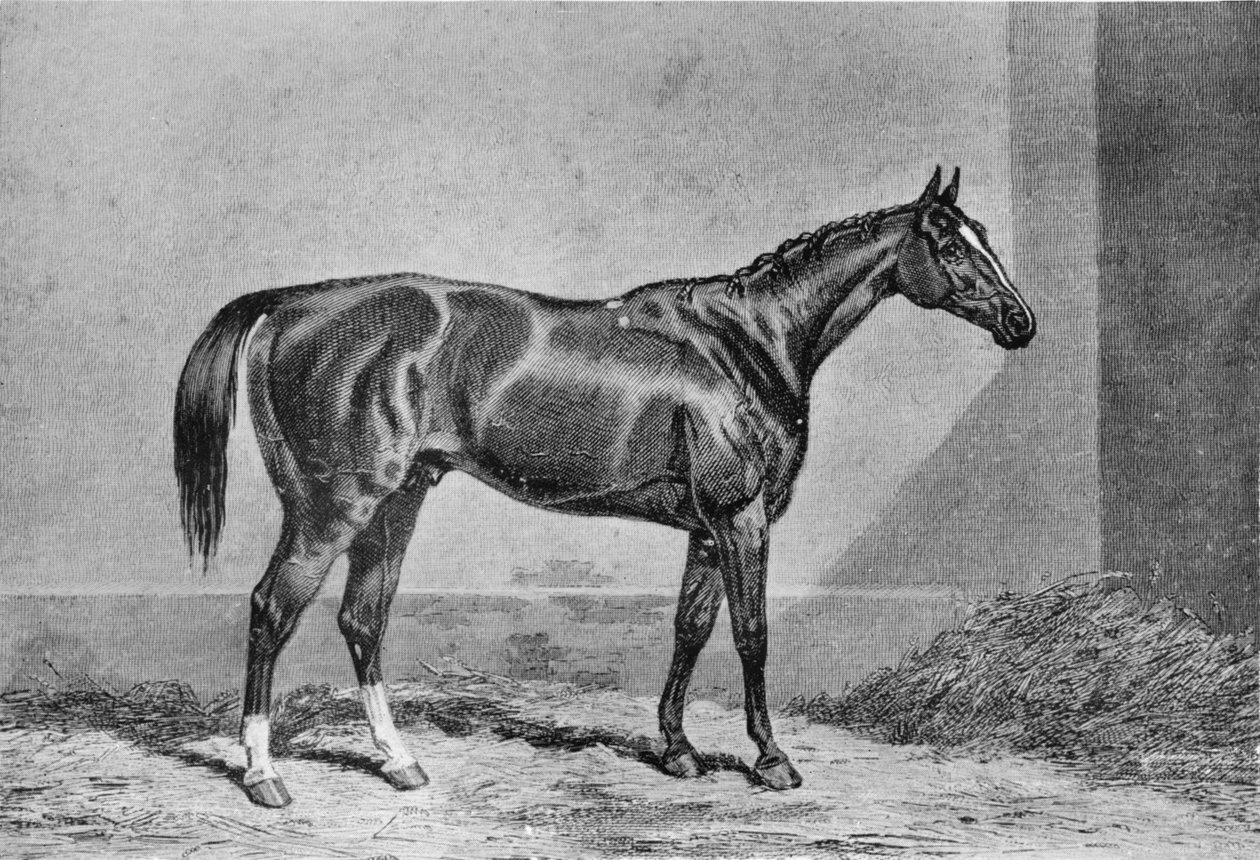 Stockwell, 1849-1871, 1911 alkotó: Unbekannt