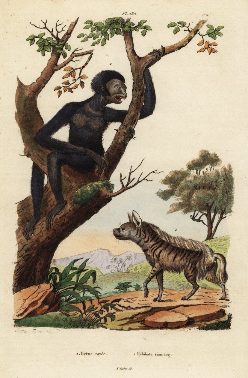 Csíkos hiéna, Hyaena hyaena 1 és siamang, Symphalangus syndactylus, veszélyeztetett 2 alkotó: Unbekannt