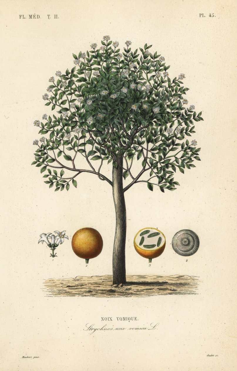 Strychnine fa, nux vomica, mérges dió vagy sperma strychnos, Strychnos nux-vomica, Noix vomique alkotó: Unbekannt