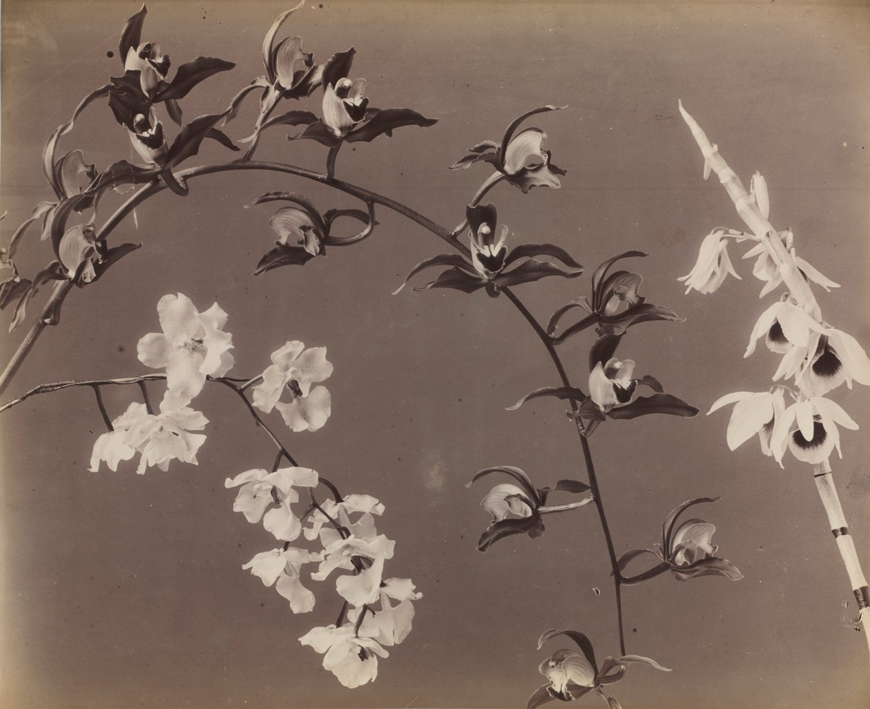 Orchideák tanulmányozása, c. 1870-es évek. alkotó: Unbekannt