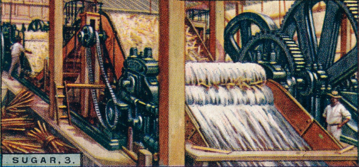 Sugar, 3. Crushing the Canes, Java, 1928 alkotó: Unbekannt